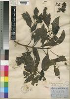 Pavetta hookeriana Hiern [family RUBIACEAE]
