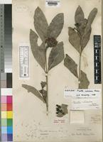 Pavetta nitidula Welw. ex Hiern [family RUBIACEAE]