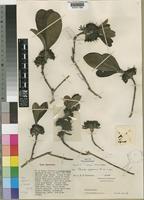 Type of Pavetta pygmaea Bremek. [family RUBIACEAE]