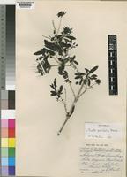 Pavetta delagoensis Bremek. [family RUBIACEAE]