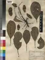 Terminalia superba Engl. & Diels [family COMBRETACEAE]