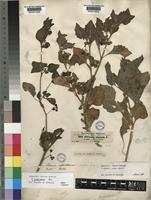 Syntype of Solanum suffruticosum Schousb. ex Willd. [family SOLANACEAE]