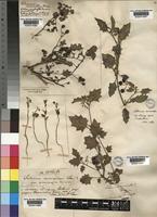 Solanum nigrum L. [family SOLANACEAE]
