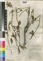 Type of Agathisanthemum assimile Bremek. [family RUBIACEAE]