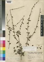 Tinnea pearsonii Robyns & Lebrun [family LABIATAE]