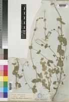 Nepeta septemcrenata Ehrenb. ex Benth. [family LABIATAE]