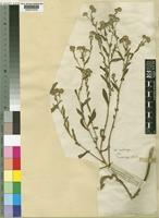 Pulicaria scabra (Thunb.) Druce [family COMPOSITAE]