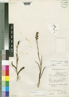 Schizochilus calcaratus P.J.Cribb & la Croix [family ORCHIDACEAE]