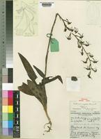 Holotype of Habenaria myodes Summerh. [family ORCHIDACEAE]
