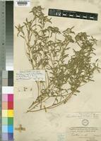 Type of Smithia capitulifera Baker [family LEGUMINOSAE-PAPILIONOIDEAE]