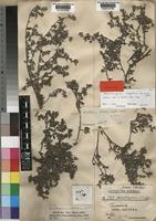Syntype of Heliotropium riebeckii Schweinf. & Vierh. [family BORAGINACEAE]