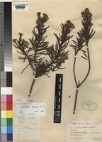Type of Lobostemon decorus Levyns [family BORAGINACEAE]