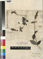 Syntype of Justicia palustris (Hochst.) T.Anderson var. dispersa Lindau [family ACANTHACEAE]