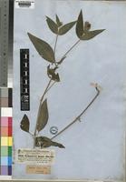Justicia flava (Vahl) Vahl [family ACANTHACEAE]