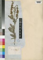 Eriosema psoraleoides (Lam.) G.Don [family LEGUMINOSAE-PAPILIONOIDEAE]
