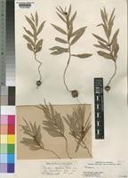 Eriosema pumilum Verdc. var. lanceolatum Verdc. [family LEGUMINOSAE-PAPILIONOIDEAE]