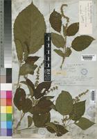 Croton sylvaticus Hochst. [family EUPHORBIACEAE]