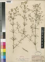 Galium bussei K.Schum. & K.Krause var. strictus Brenan [family RUBIACEAE]