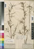 Isolectotype of Tardavel andongensis Hiern [family RUBIACEAE]