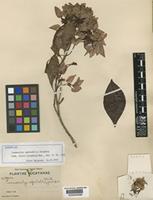 Isotype of Cosmocalyx spectabilis Standl. [family RUBIACEAE]