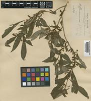 Type of Hoffmannia pallida Rusby [family RUBIACEAE]