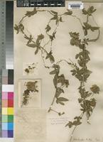 Type of Dalechampia kirkii Prain [family EUPHORBIACEAE]