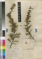 Type of Lycium schizocalyx C.H.Wright [family SOLANACEAE]