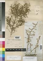 Lycium horridum Thunb. [family SOLANACEAE]