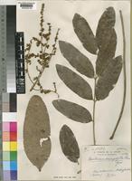 Type of Omalocarpus macrophyllus Choux [family SAPINDACEAE]
