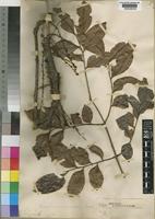 Macphersonia cauliflora Radlk. [family SAPINDACEAE]
