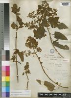Holotype of Buddleja dysophylla (Benth.) Radlk. [family BUDDLEJACEAE]