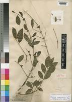 Paratype of Strychnos gerrardii N.E.Br. [family LOGANIACEAE]