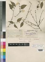 Isotype of Strychnos micans S.Moore [family LOGANIACEAE]
