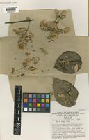Type of Banisteriopsis variabilis B.Gates [family MALPIGHIACEAE]