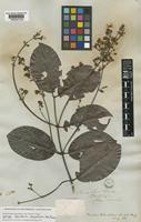 Isotype of Banisteria blanchetiana A.Juss. [family MALPIGHIACEAE]