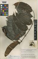 Isotype of Banisteriopsis brevipedicellata B.Gates [family MALPIGHIACEAE]
