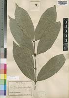 Lectotype of Lasiodiscus fasciculiflorus Engl. [family RHAMNACEAE]