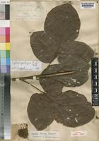 Agelaea lucida G.Schellenb. [family CONNARACEAE]