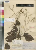 Type of Agelaea pilosa G.Schellenb. [family CONNARACEAE]