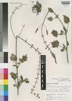 Isotype of Plectranthus porphyranthus T.J.Edwards & N.R.Crouch [family LABIATAE]