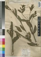 Type of Plectranthus floribundus N.E.Br. [family LABIATAE]