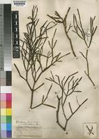Viscum shirense Sprague [family VISCACEAE]