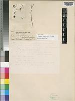 Lectotype of Thesium megalocarpum A.W.Hill [family SANTALACEAE]