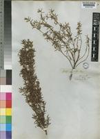 Grubbia rosmarinifolia P.J.Bergius [family GRUBBIACEAE]