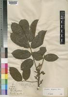 Type of Trichilia vestita C.DC. [family MELIACEAE]