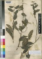 Holotype of Dichapetalum chrysobalanoides Hutchinson & Dalziel [family DICHAPETALACEAE]
