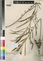 Isotype of Dichapetalum bullockii Hauman [family DICHAPETALACEAE]