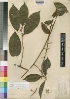 Type of Dichapetalum gossweileri Engl. [family DICHAPETALACEAE]