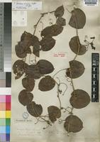 Isosyntype of Smilax telfaireana Wall. ex A.DC. [family SMILACACEAE]