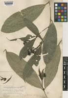 Faramea suerrensis (Donn.Sm.) Donn.Sm. [family RUBIACEAE]